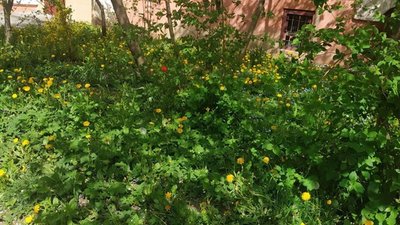 У Садового просять скосити зелень у Львові (ФОТО)