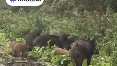 На Львівщині дикі кабани відволікають водіїв (ВІДЕО)