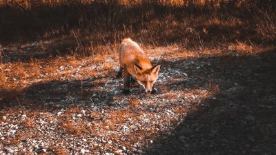 У Львові лисиця нападає на людей