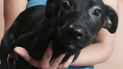 Львівський зоозахисник просить прихистити цуценят, яких маленькими викинули на смітник  (ФОТО)