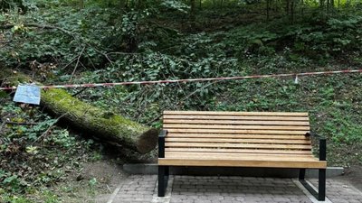 У Садового знову хтось заважає прибрати дерево у парку