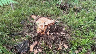 На Львівщині під час комендантської години крали ліс