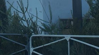 У Львові біля стихійного ринку викинули кількадесят непроданих ялинок (ФОТО)