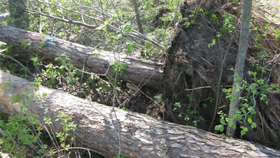 Під Львовом на дітей впало дерево: двоє дівчаток у лікарні (ФОТО)
