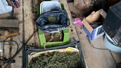 36-річний мешканець Сокаля культивував нарковмісні рослини (ФОТО, ВІДЕО)