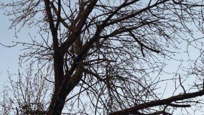 У Львові просять зрізати аварійні дерева (ФОТО)