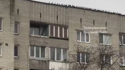 На Львівщині помітили патріотичних голубів