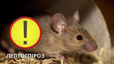 На Львівщині 72-річна жінка заразилась лептоспірозом