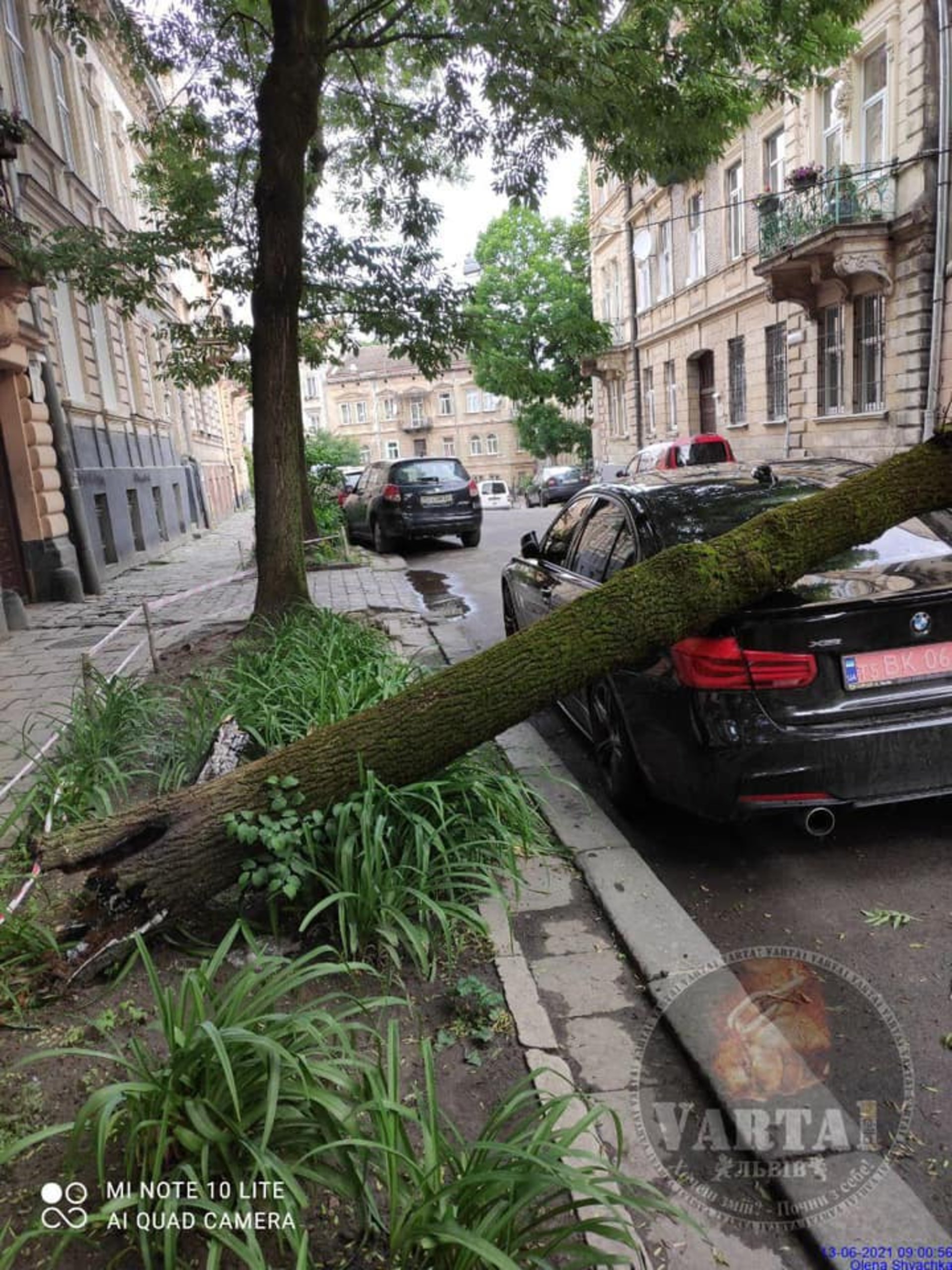 У центрі Львова дерево впало на BMW