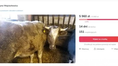 У Польщі ЛГБТ-активісти рятують корову-транссексуала, яка "відчуває себе биком" (ФОТО)