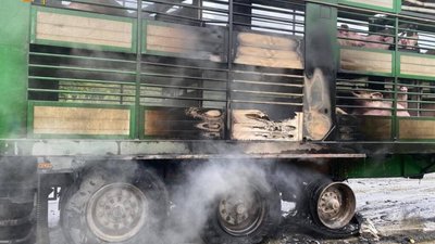 На Львівщині під час руху спалахнула вантажівка, в якій перевозили свиней (ФОТО)