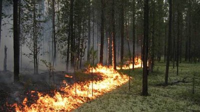 Біля Яворівського полігону пожежа знищила молодняк лісу