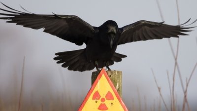 На українські базари завозять вирощене на радіоактивних полях насіння