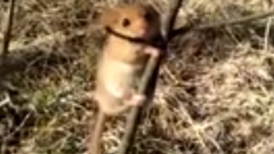 У соцмережі виклали відео, як лісові тварини рятуються від пожежі (ВІДЕО)