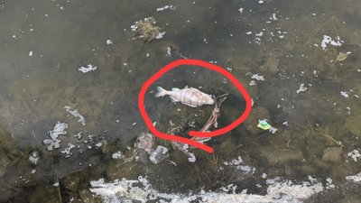 У Львові стався масовий мор риби в озері на вулиці Симоненка (ФОТО)