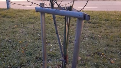 Як у Львові знищили висаджені дерева (ФОТО)