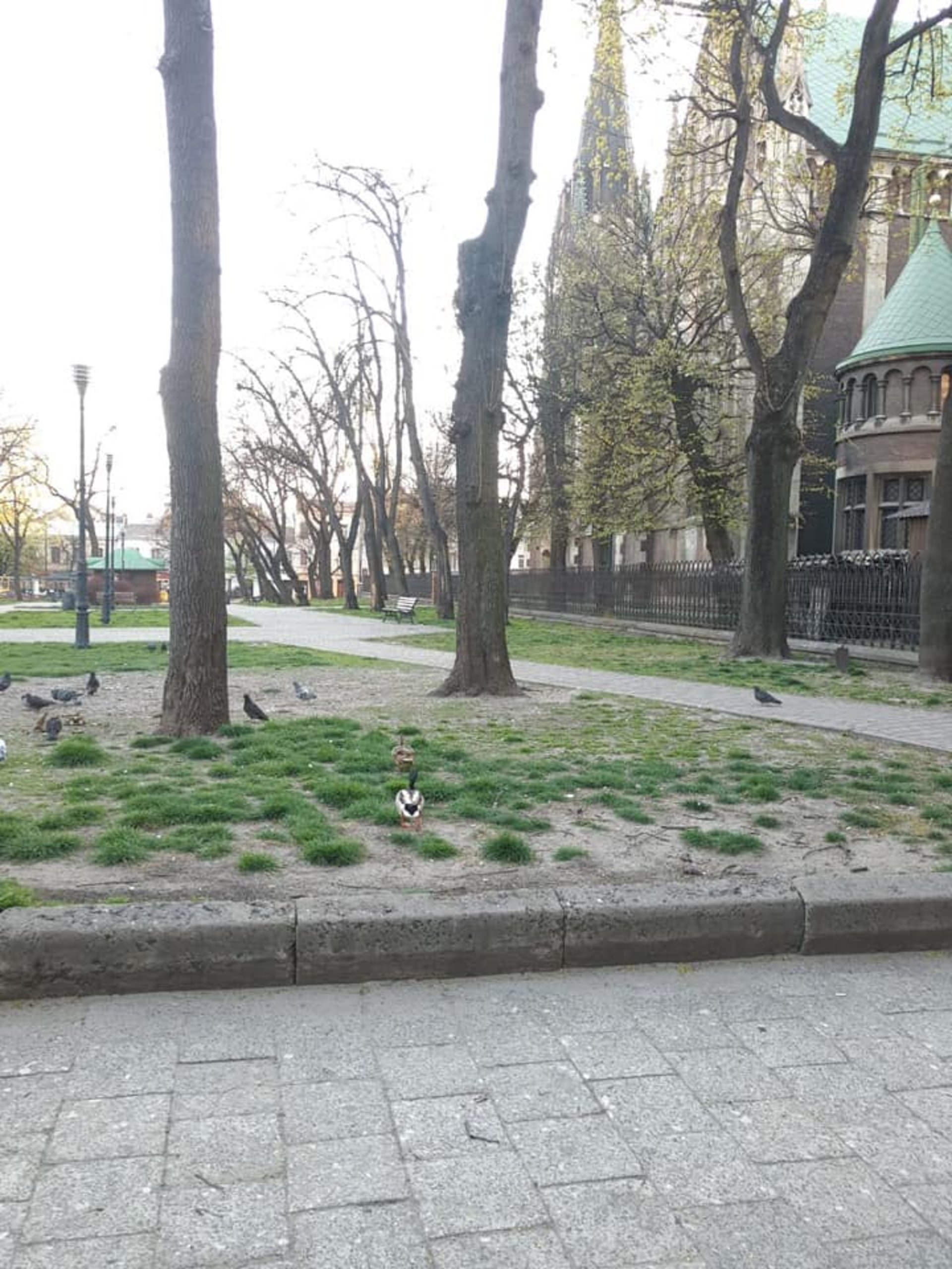 Як під час карантину у Львові вулицями гуляють качки. Фото: Ігор Зінкевич.