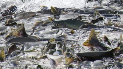 На водоймах Львівщини посилили охорону місць нерестуючої форелі