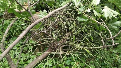 Дерево, яке вбило двох людей у Львові, було хворим (ВІДЕО)