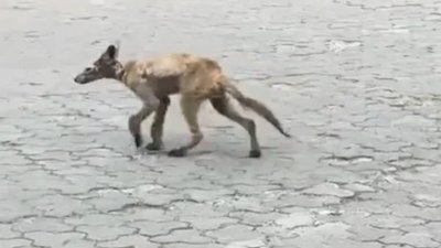 На Львівщині у курортному містечку гуляла хвора лисиця (ВІДЕО)