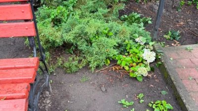 На Львівщині знищили клумбу із квітами (ФОТО)