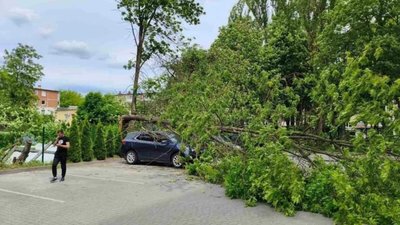 У Львові дерево пошкодило автомобіль (ФОТО)