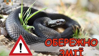 На Львівщині зафіксований черговий укус змії