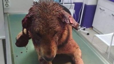 У Львові розшукують нелюда, який порізав собаку та натравив на неї іншу