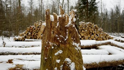 У Зимній Воді чоловік зрізав близько 10 дерев