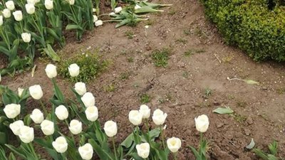 У Рівному за ніч знищили тисячу тюльпанів (ФОТО)