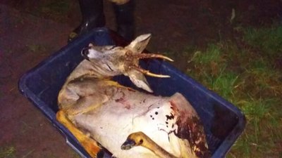 На Львівщині спіймали браконьєра, який вбив козулю (ФОТО)