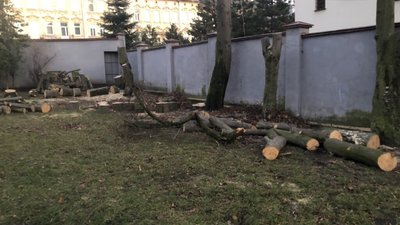 На Львівщині вирубали дерев на 3 мільйони гривень