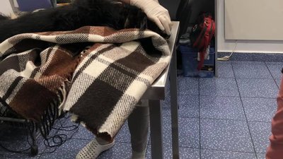 У Києві чоловік викинув собаку з вікна багатоповерхівки, тварина померла (ФОТО)