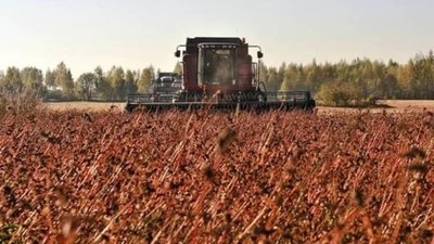 На Рівненщині збирають врожай гречки