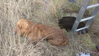 На Львівщині врятували собаці життя