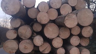 У Львівській області викрадають ліс (ФОТО)