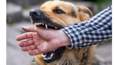 На Золочівщині зафіксували три випадки сказу