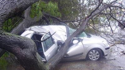 На міжнародній автотрасі Львівщини постраждав водій на  автівку якого  впало дерево