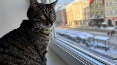 У Львові у всі адміністративні будівлі впускатимуть котиків і песиків