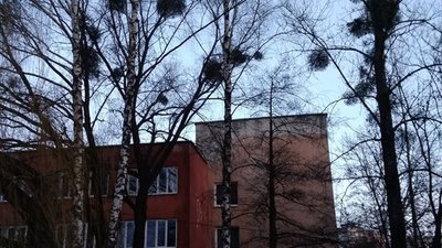 У Львові городяни закликають комунальників боротися з паразитами на деревах (ФОТО)