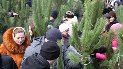 За незаконну вирубку ялинок на Львівщині оштрафували майже 50 осіб