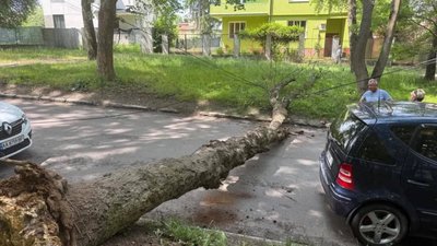 У Львові на вул. Тернопільській, 18 впало дерево