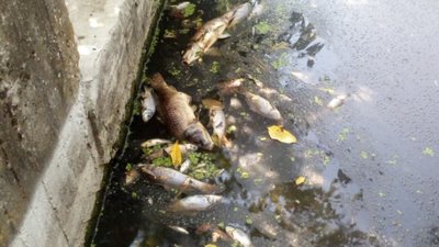 На Львівщині, на території військового містечка, виявили водойму з мертвою рибою (ФОТО)