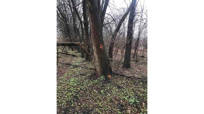У Львові у парках зріжуть дерева (ФОТО)