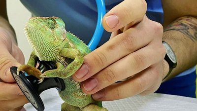 У Львові ветеринари провели хамелеону кесарів розтин (ФОТО)