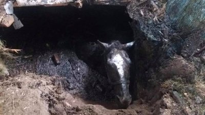 У Пустомитівському районі рятувальники витягнули коня з вигрібної ями
