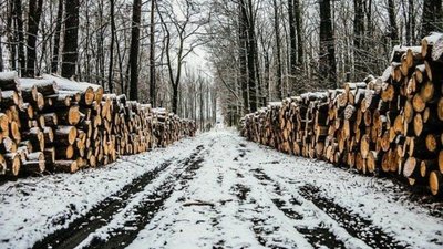 ДП "Дрогобицький лісгосп" попався на незаконній рубці лісу