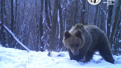 У "Сколівських Бескидах" прокидаються ведмеді (ФОТО)