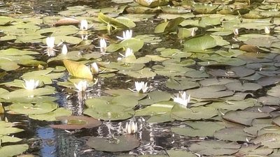 У Львові зацвіли водяні лілії (ФОТО)
