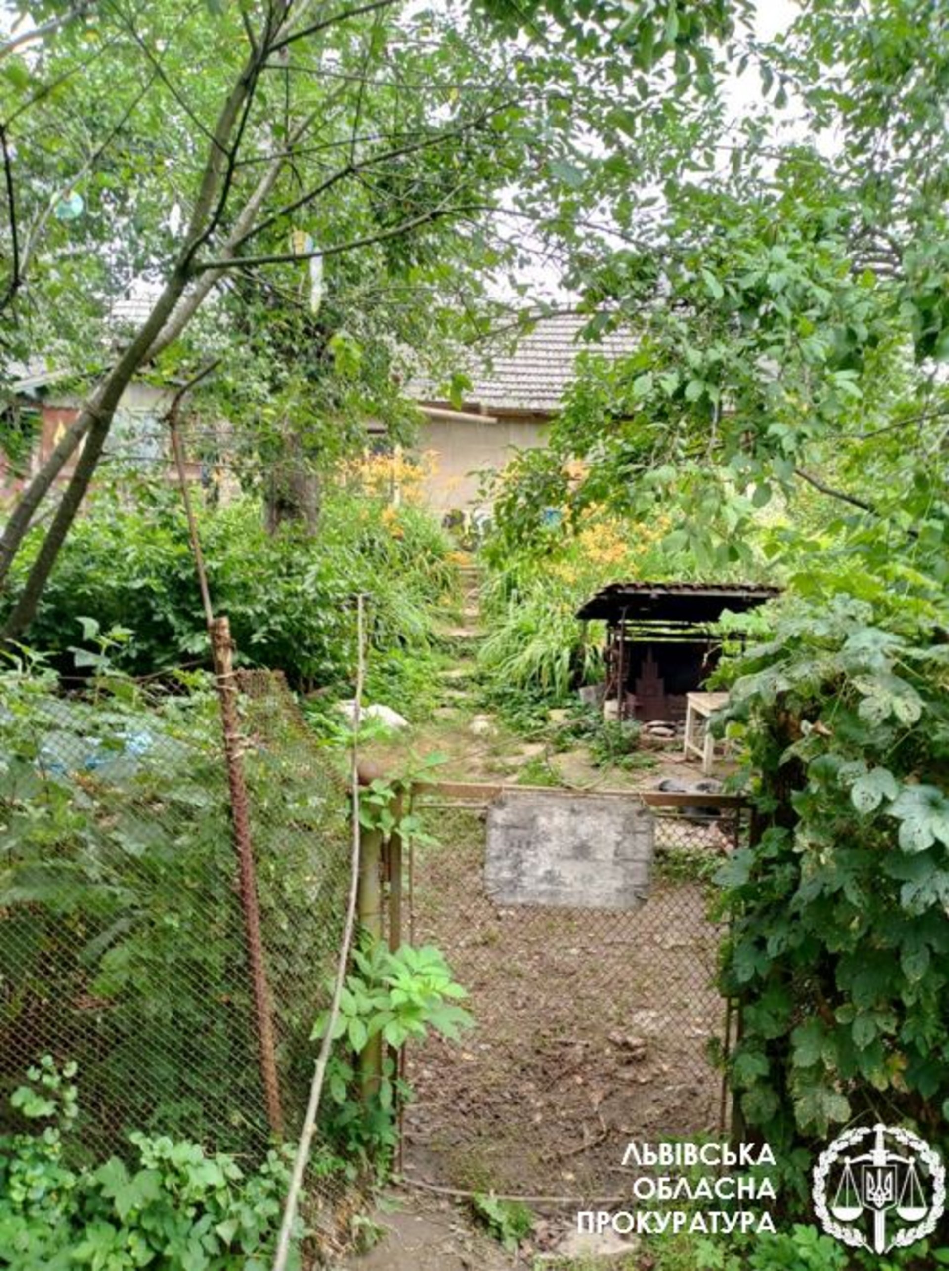 Вирощував коноплю у себе біля дому: судитимуть 53-річного чоловіка